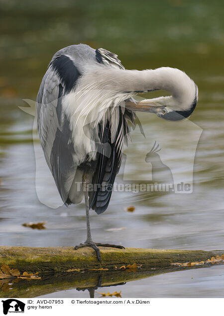 Graureiher / grey heron / AVD-07953