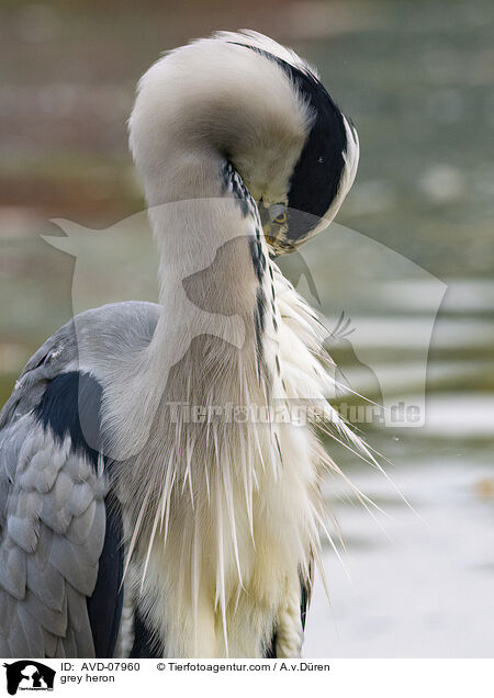 Graureiher / grey heron / AVD-07960