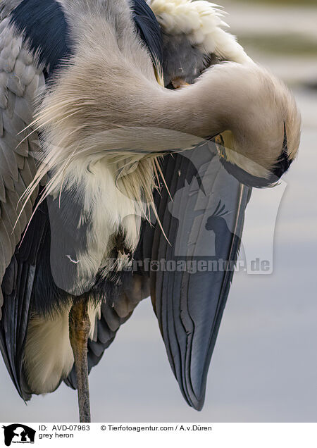Graureiher / grey heron / AVD-07963