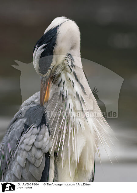 Graureiher / grey heron / AVD-07964