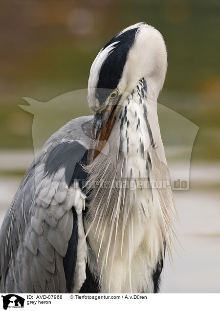 Graureiher / grey heron / AVD-07968