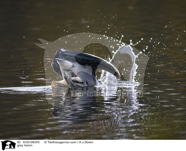 Graureiher / grey heron / AVD-08045