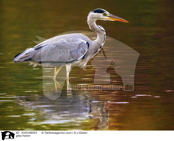 Graureiher / grey heron / AVD-08053