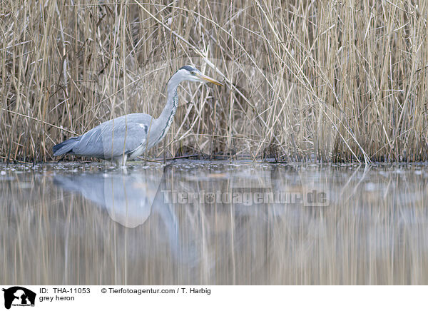 Graureiher / grey heron / THA-11053