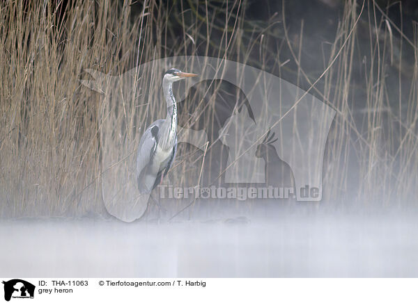 Graureiher / grey heron / THA-11063