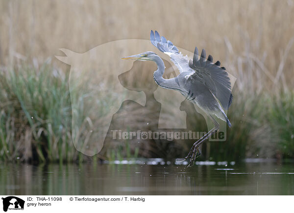 Graureiher / grey heron / THA-11098
