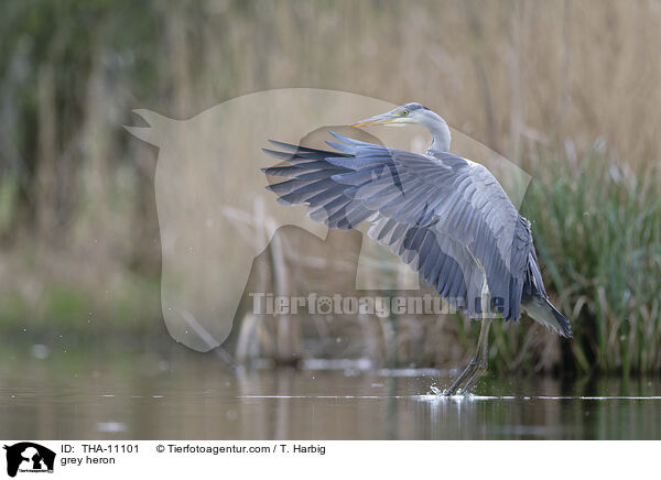 Graureiher / grey heron / THA-11101