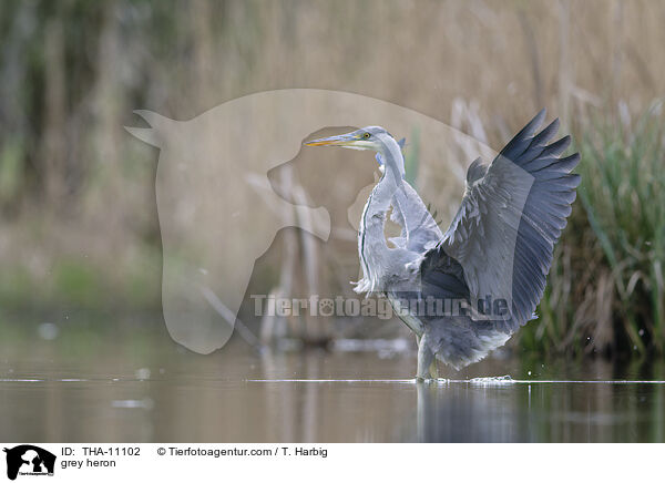 Graureiher / grey heron / THA-11102