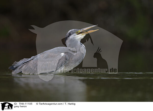 Graureiher / grey heron / THA-11105