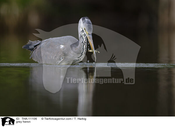 Graureiher / grey heron / THA-11106