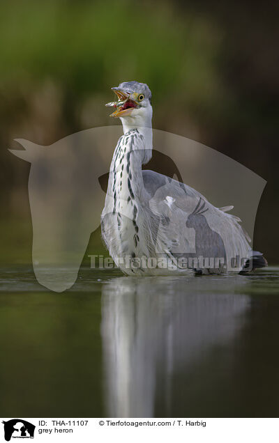 Graureiher / grey heron / THA-11107