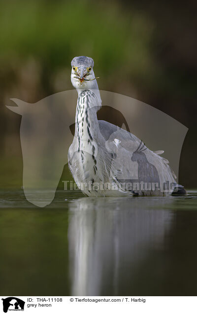 Graureiher / grey heron / THA-11108