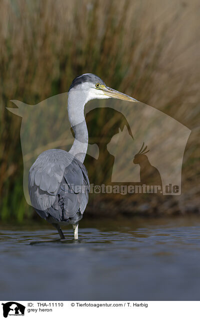Graureiher / grey heron / THA-11110