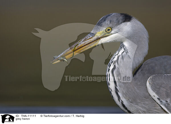 Graureiher / grey heron / THA-11111