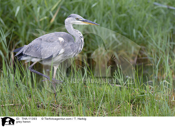 Graureiher / grey heron / THA-11393
