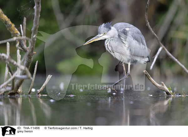Graureiher / grey heron / THA-11466