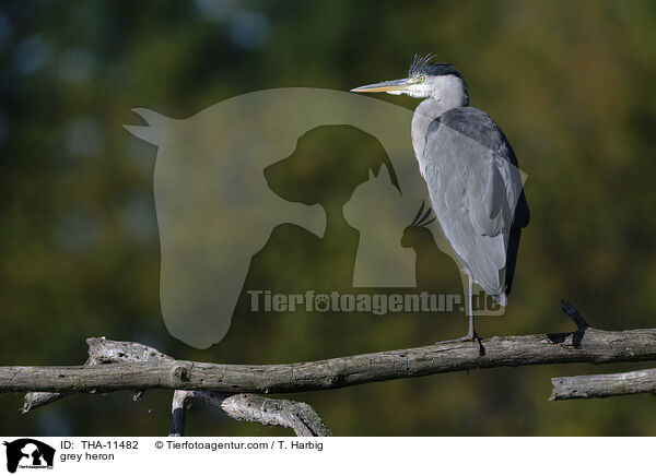 Graureiher / grey heron / THA-11482