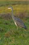 grey heron