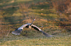 flying Grey Heron