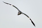 fyling Grey Heron