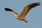 fyling Grey Heron