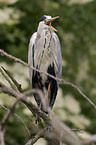 grey heron