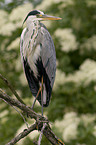 grey heron