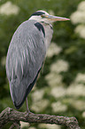grey heron