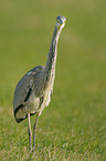 gray heron