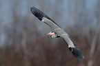 gray heron