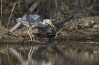grey heron
