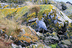 grey heron
