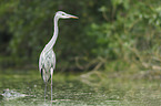 grey heron