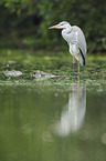grey heron