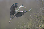 grey heron
