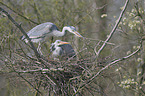 grey heron