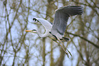 grey heron