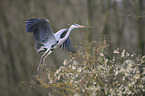 grey heron