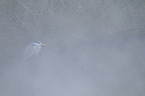 grey heron