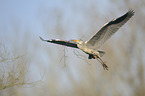 grey heron