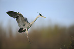 grey heron
