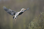 grey heron