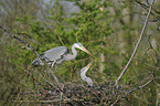 grey heron