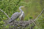 grey heron