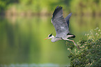 grey heron