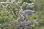 grey heron
