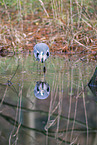 grey heron