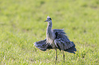 grey heron