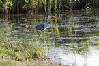 grey heron