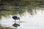 grey heron